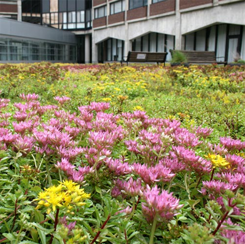 green roof image